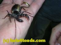 /home//u458753944/public_html/sourcegallery///////////Insects and small critters/other arthopods/DSCN3706.JPG